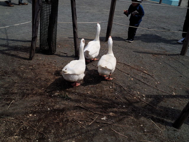 �A�q���̂��U��_�~�R������