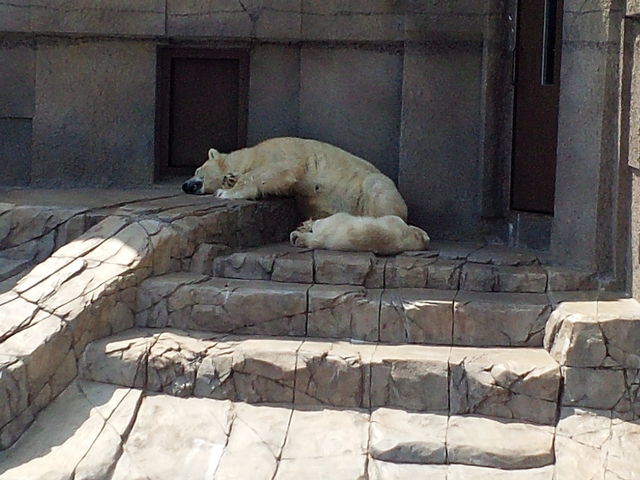 �V���N�}�̐e�q_�~�R������