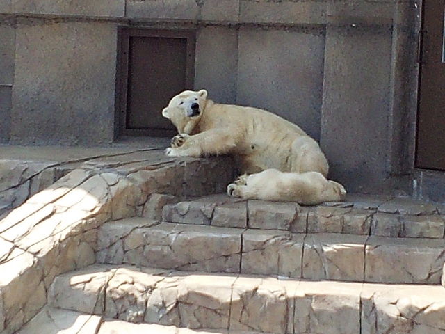 �V���N�}�̐e�q_�~�R������