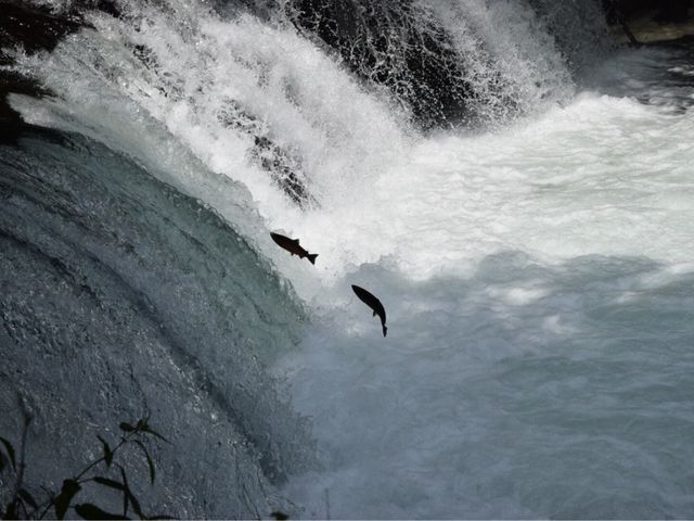 ������̑�