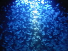 �߉��s�����ΐ����ق̎ʐ^1