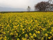 sakȃPȂ̍؂̉Ԕ̓eʐ^1