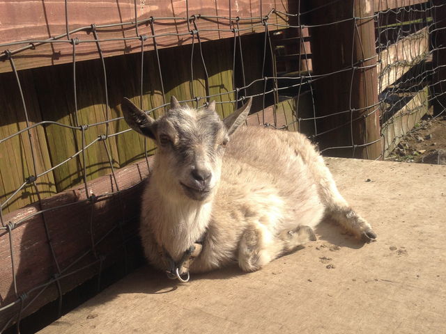 �K���W�[�t�@�[��_�K���W�[�t�@�[��