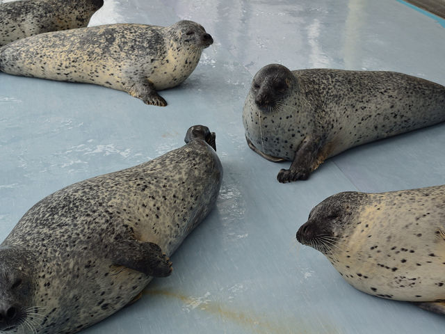 �Ƃ�����Z���^�[_�I�z�[�c�N�Ƃ�����Z���^�[