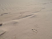 ܂҂񂳂̋Ճl̖荻̓eʐ^3