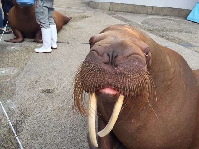 大分マリーンパレス水族館「うみたまご」】アクセス・営業時間・料金情報 - じゃらんnet