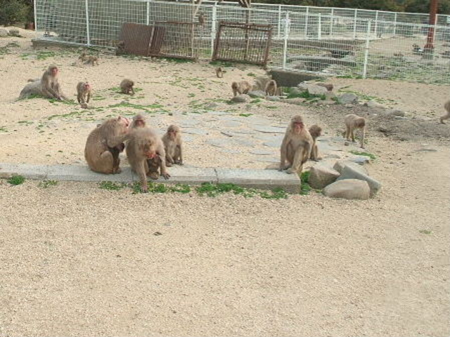 �����̍�_���������q�k���R�������@�����̍�