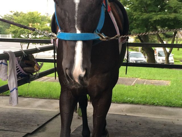 �J�b�R�C�C���n����I_��������