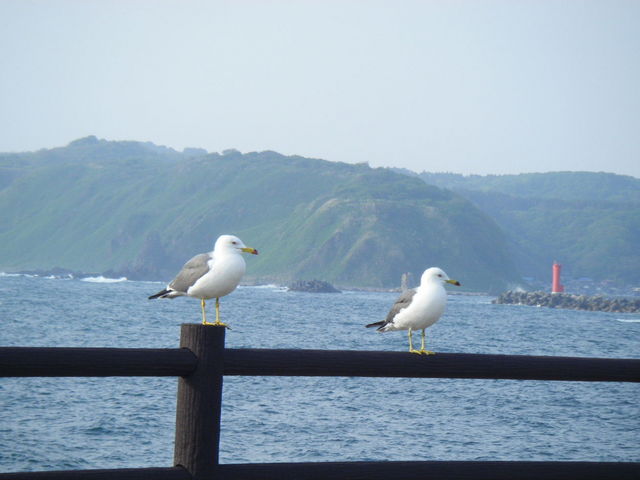 ���ԃX�|�b�g�ɂ�_�j�����C��