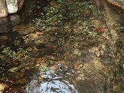 �C���_�C����̏��q�̑�̓��e�ʐ^1