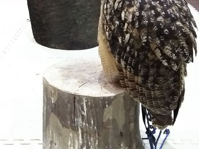 �Ŕ��q�̃x���K�����V�~�~�Y�N�̃x���W�[�N
�ƊŔ��̃��[���V�A���V�~�~�Y�N�̃}�[�Y�����_�ӂ��낤�J�t�F�����O�{�q�X