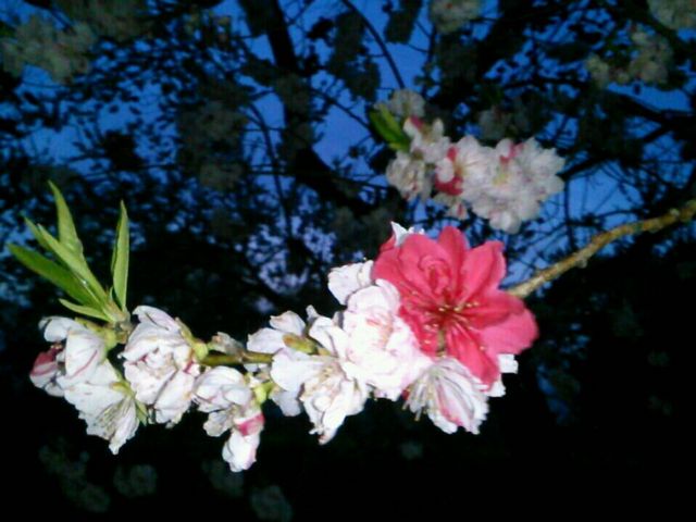 �Ȃ����F���قȂ��_��Ȑ��h�̍���