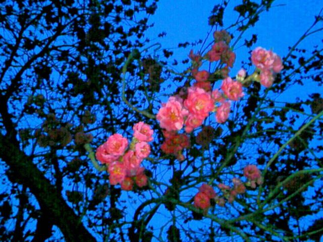 �ׂ̖؂��s���N_��Ȑ��h�̍���