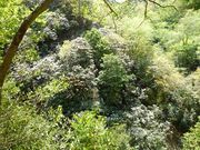 ߋT|~̊|JzVNiQQ̓eʐ^1