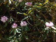 鎌掛谷ホンシャクナゲ群落 アクセス 営業時間 料金情報 じゃらんnet 鎌掛谷ホンシャクナゲ群落 アクセス 営業時間 料金情報 じゃらんnet