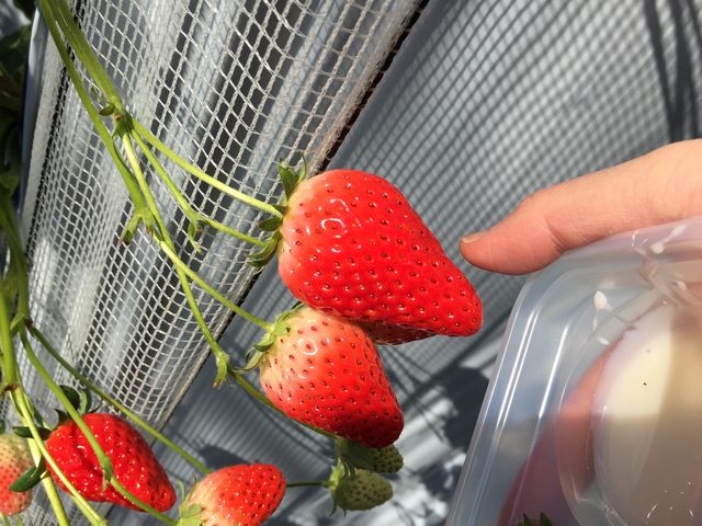 ���R�x���[�����h
