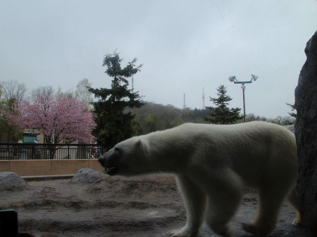 �V���N�}���߂��Ō��邱�Ƃ��o����_���R������