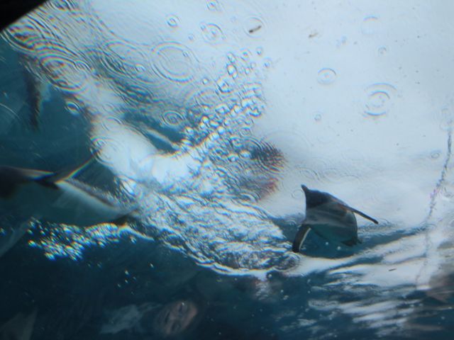 �������ԃy���M��_���R������