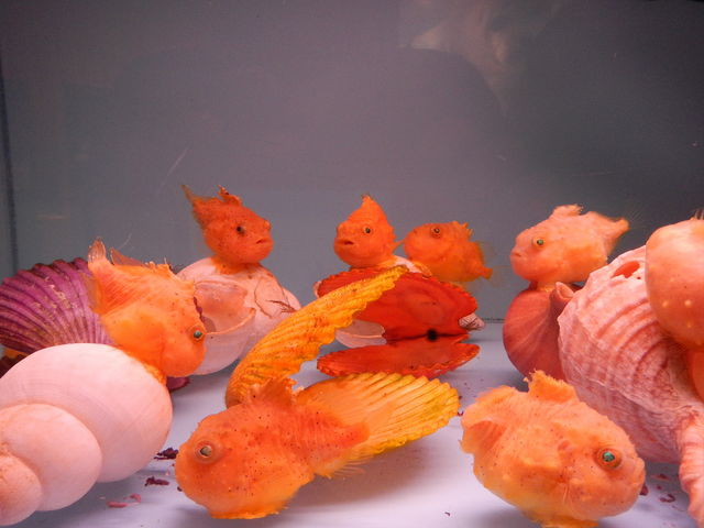 �I�z�[�c�N���X��