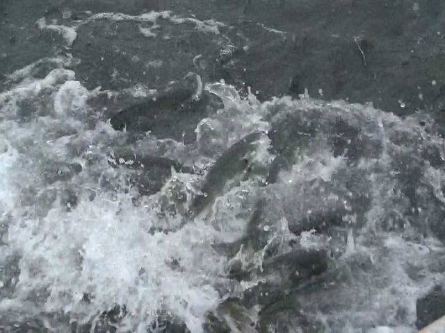 �܂ɃG�T���B_�̌��w�K�ك}�[�����b�R