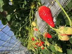 summoner̋Rx[hւ̓eʐ^1