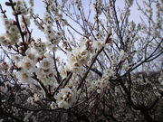 korikori̓암uˌ̓eʐ^2