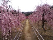 korikori̐_Ђ̓eʐ^1