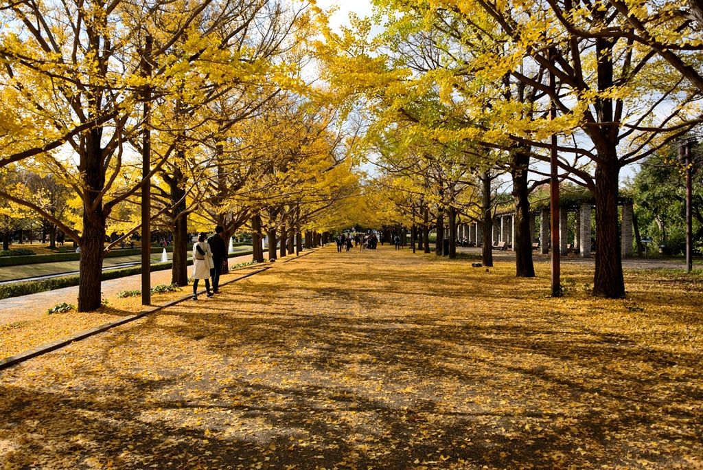 東京 秋に行きたいデートスポットおすすめ16選 紅葉が有名な新宿御苑など じゃらんニュース