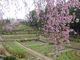 TATKさんの花の郷滝谷花しょうぶ園の投稿写真2