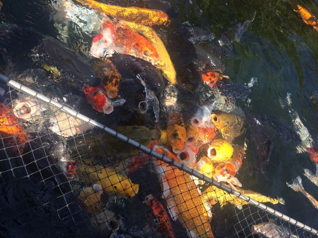 ���l�E���i���V�[�p���_�C�X