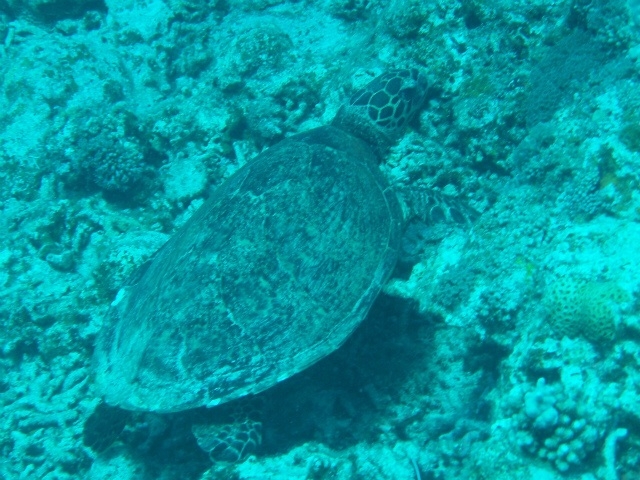 �E�~�K��������ȋ߂��Ł`�I_�A���t�@�_�C�u�k�J�X