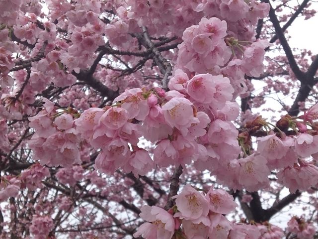 ���c���t�����[�K�[�f��