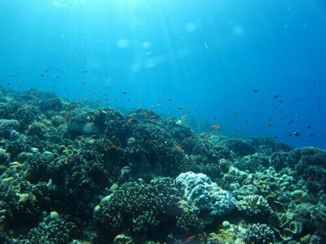 �{�����Y�킩�����I_�A���t�@�_�C�u�ǒJ�X