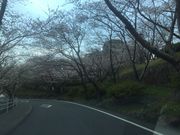 Mamipapi����̗��R�����̍��̓��e�ʐ^1