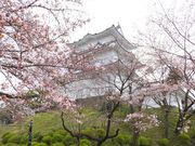 jR񂳂̏c隬̍̓eʐ^1