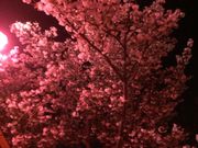 ���b�V�[����̗��R�����̍��̓��e�ʐ^1