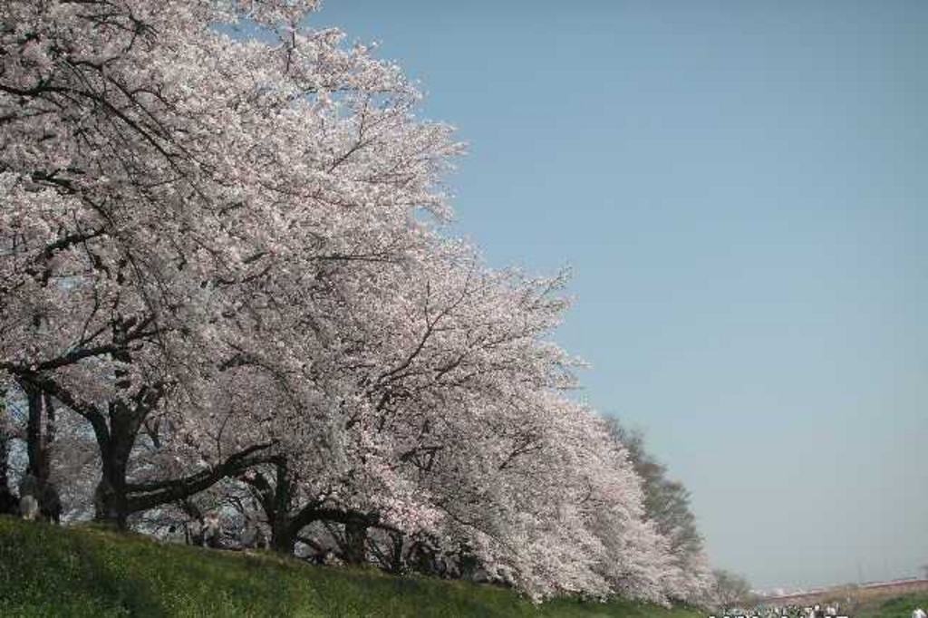 八幡市の公園 庭園ランキングtop3 じゃらんnet