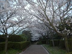 桑山公園 さくらの写真一覧 じゃらんnet
