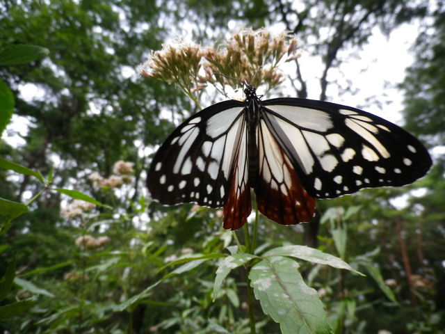 n蒱̃ATM}_򗈂܂B_ԏ鎩R