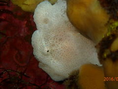 552299����̈ɓ������_�C�r���O�X�N�[�� ���g�����b�c�ւ̓��e�ʐ^1