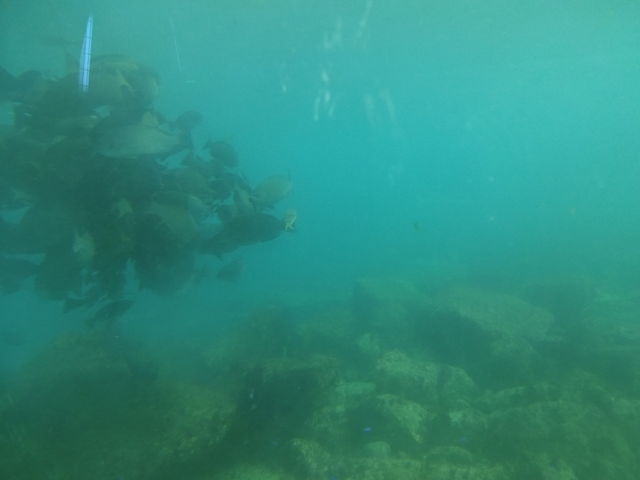 ɌQĂ܂_lCW] iR[vZXj