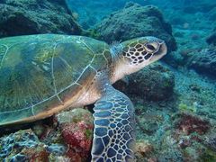 nutsaquastyleւ̓eʐ^1