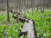 kawaei̎h~YoVEQn̓eʐ^1