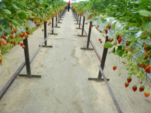 ����ׂ��r�j�[���n�E�X�̒�
�嗱�̃C�`�S�������ς�_���������@����ׂ�