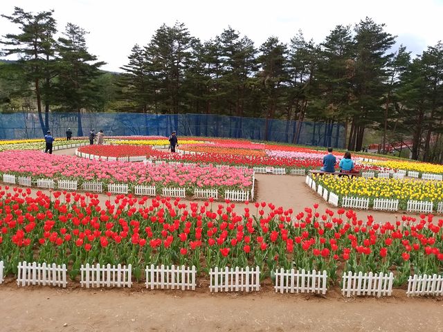 �F�X�Ȏ�ނ̃`���[���b�v�������ĂƂĂ��L���C�ł����I�I_��J��_���t�H���X�g�p�[�N�E�y�ă`���[���b�v��