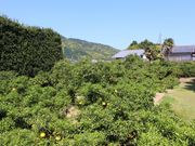 KKK����̂��񂫂����^�Ă݂���̉Ԃ̓��e�ʐ^1