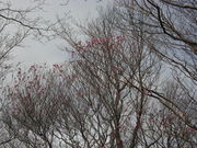 �s�[�X����̑�D�R�̃A�J���V�I�̓��e�ʐ^3