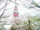 Happyさんの芝公園及び増上寺境内の桜の投稿写真1