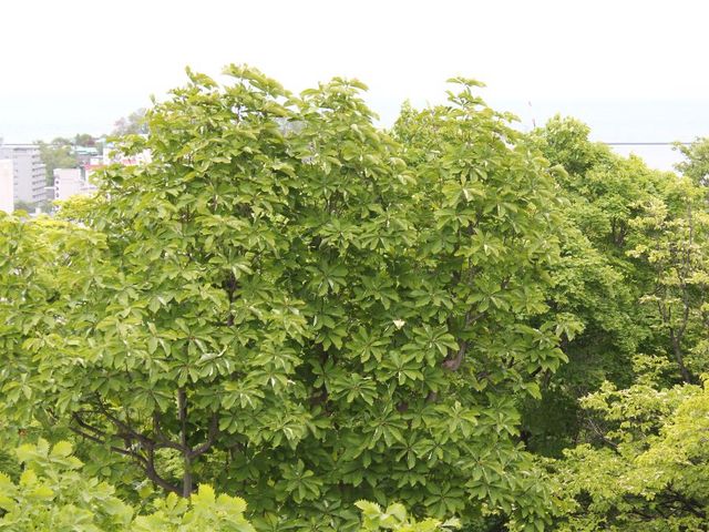 �����̗΁i�p�̖؂̉ԁj_���M����