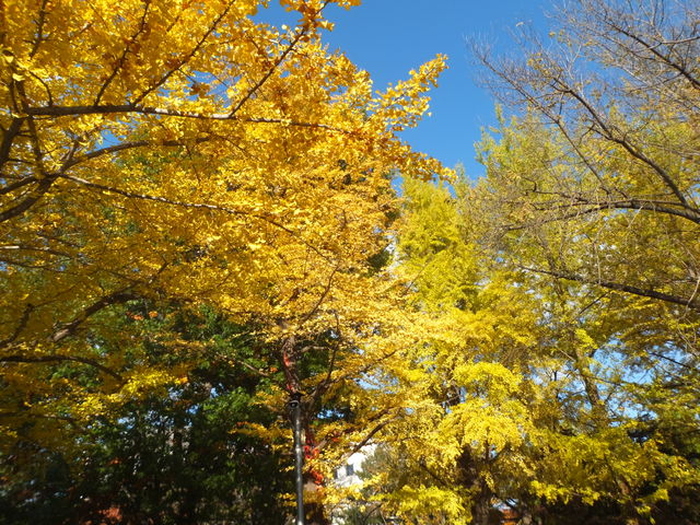 �C�`���E�̉��t_�k��C�`���E����